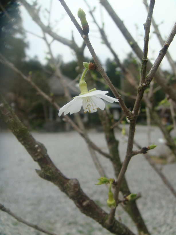 �{���Č����L