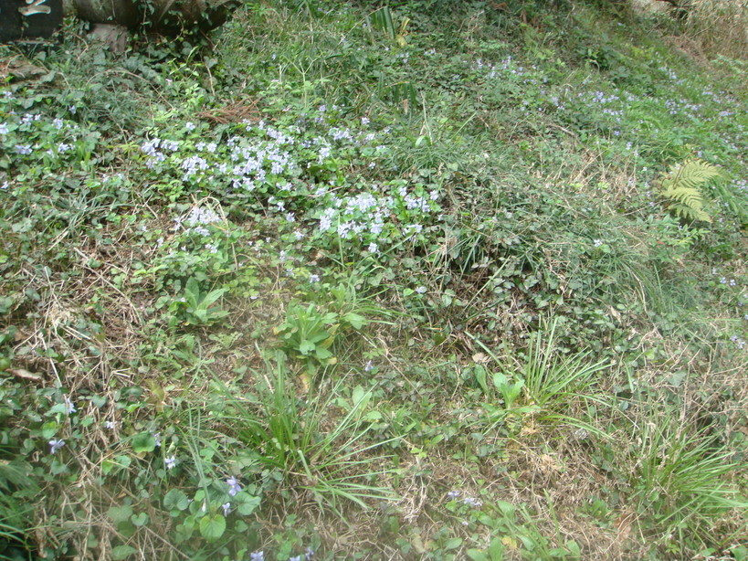 �{���Č����L