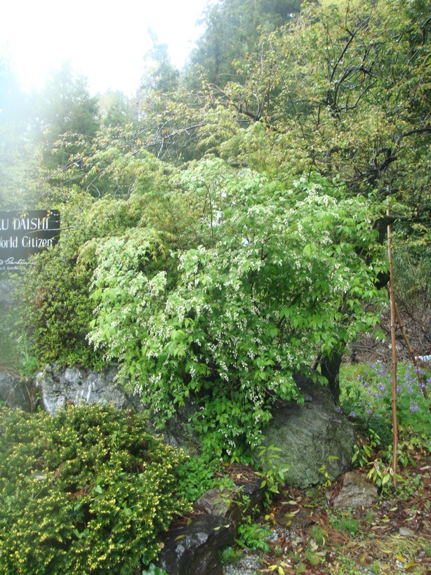 �{���Č����L