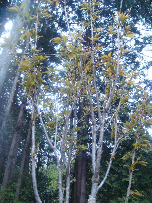 �{���Č����L