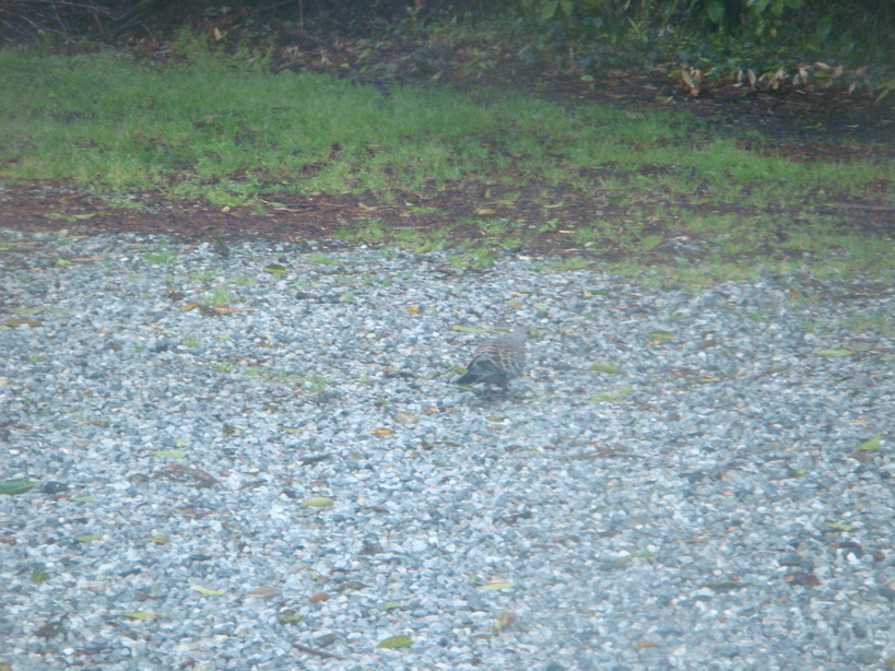 �{���Č����L