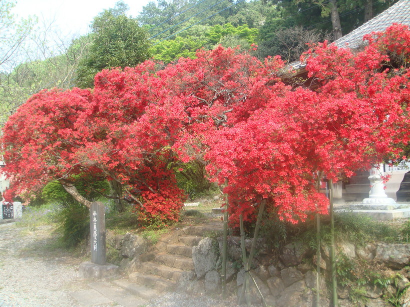 �{���Č����L