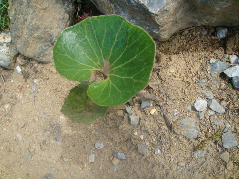 �{���Č����L