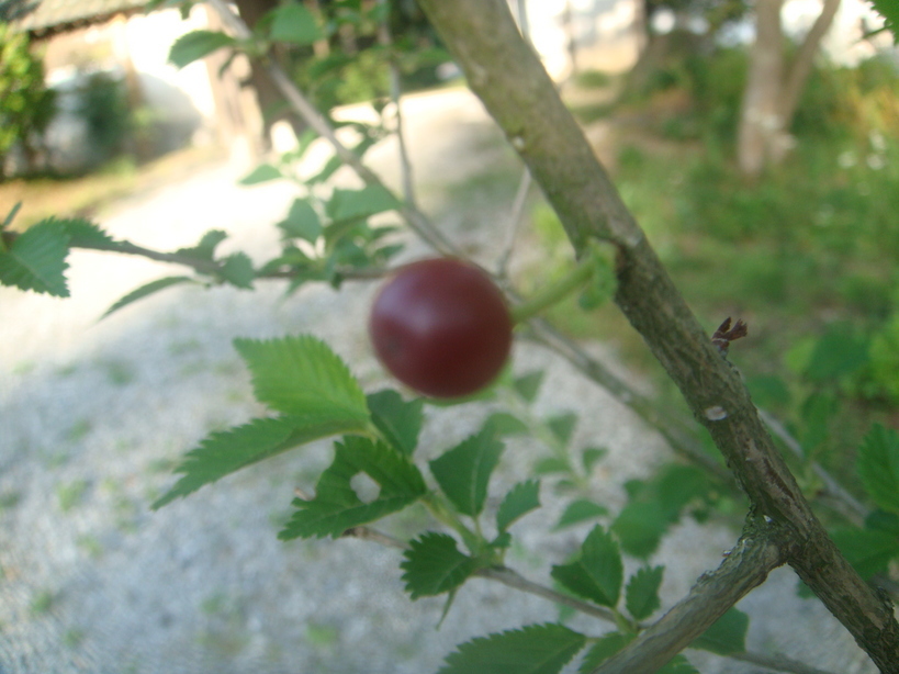 �{���Č����L