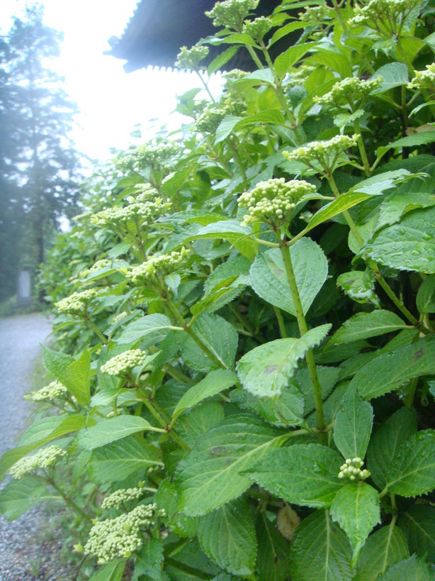 �{���Č����L