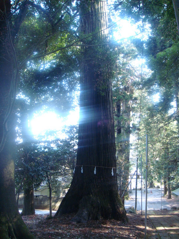 �{���Č����L