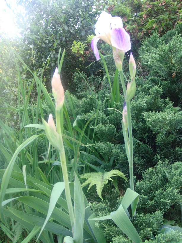 �{���Č����L