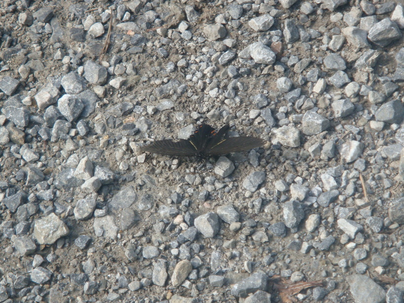 �{���Č����L