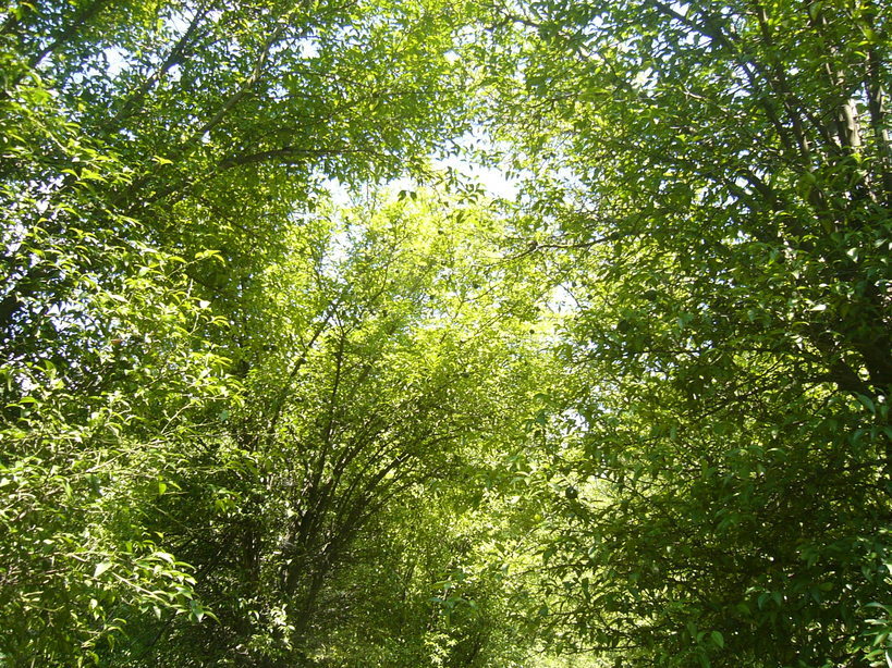 �{���Č����L