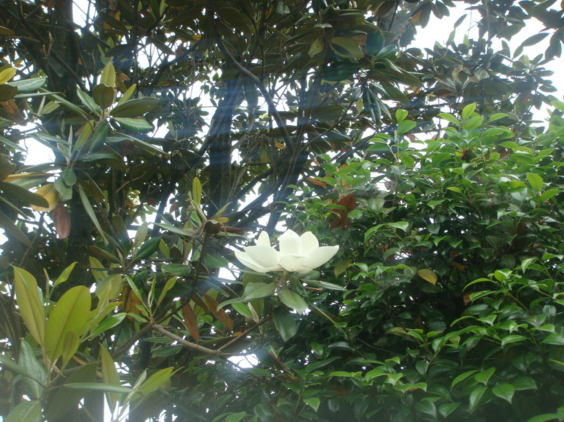 �{���Č����L