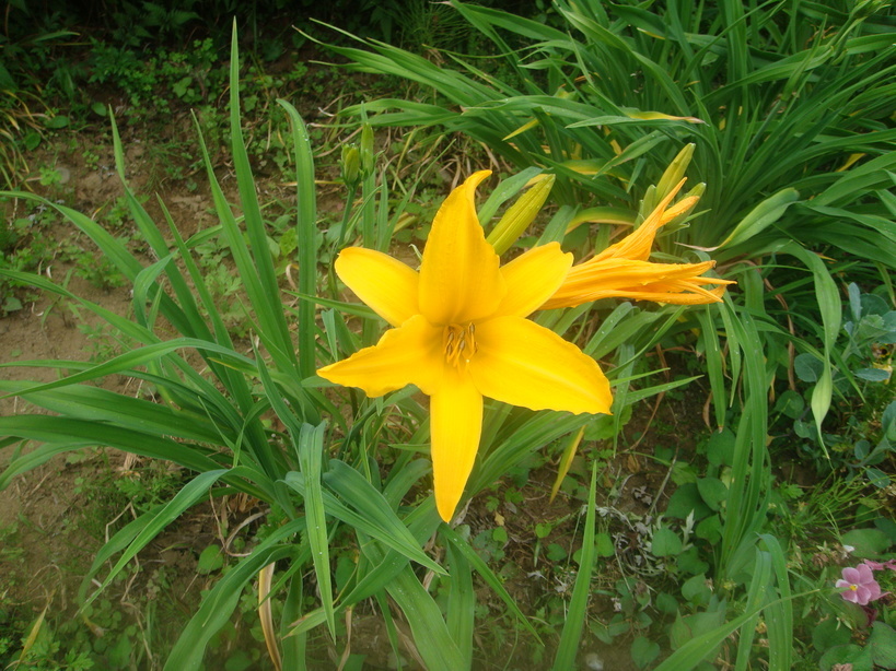 �{���Č����L