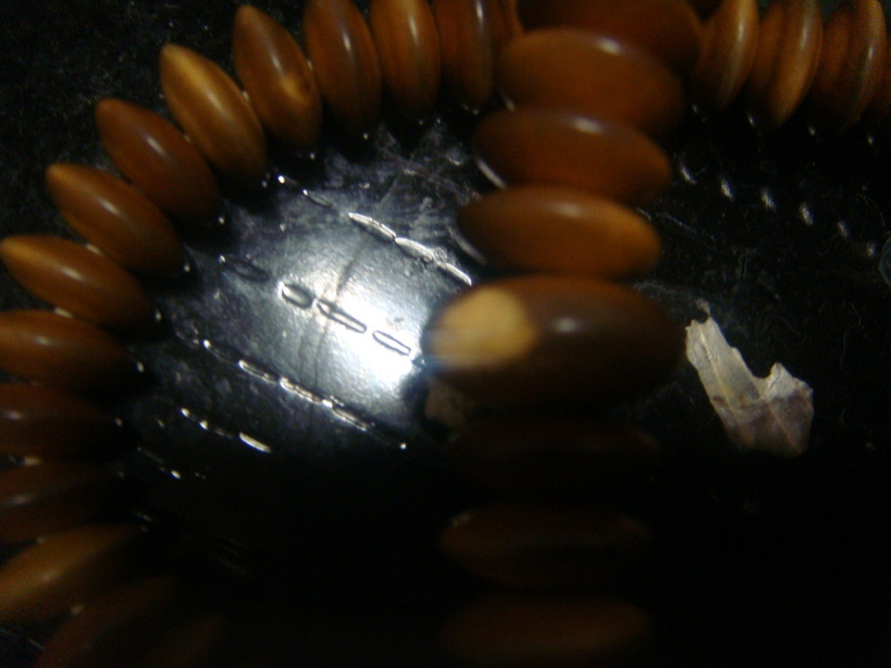 �{���Č����L