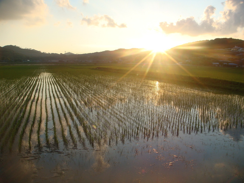 �{���Č����L