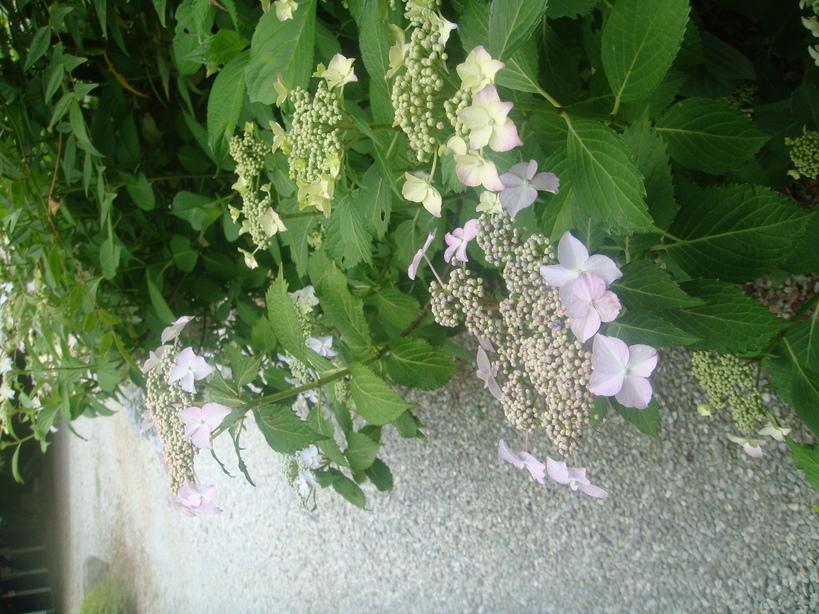 �{���Č����L