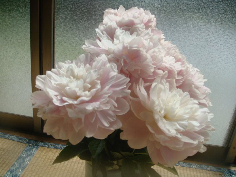 �{���Č����L