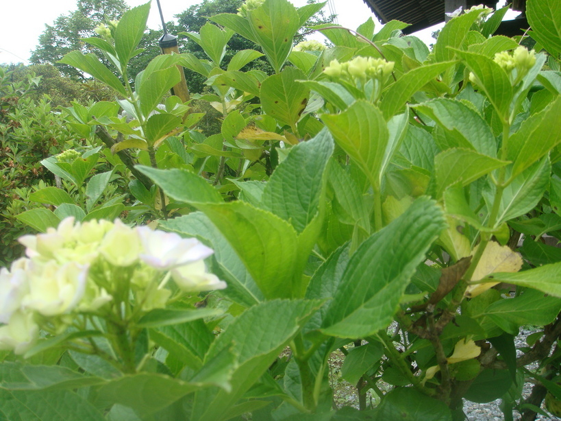 �{���Č����L