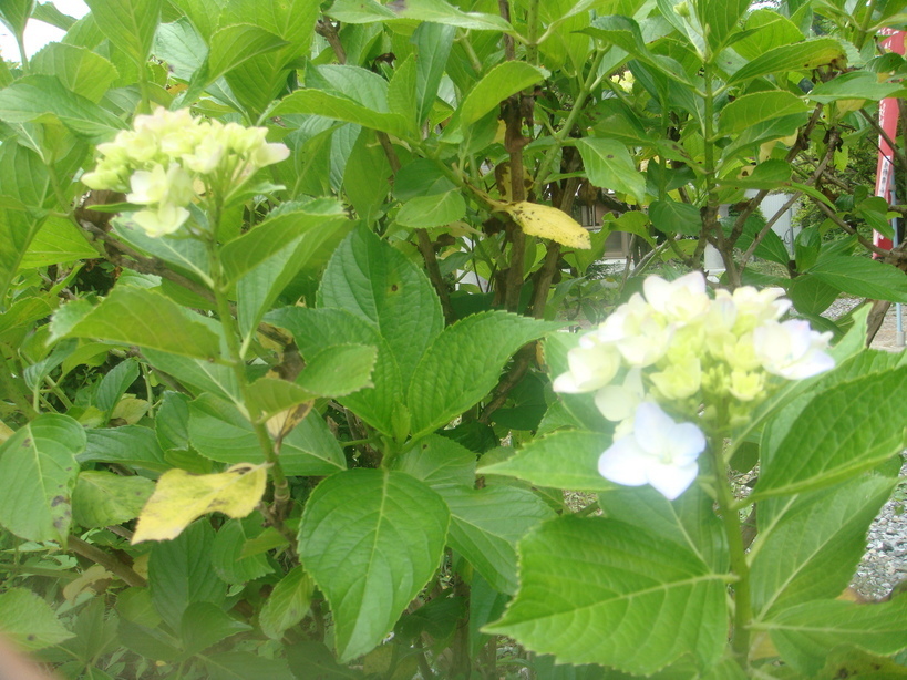 �{���Č����L