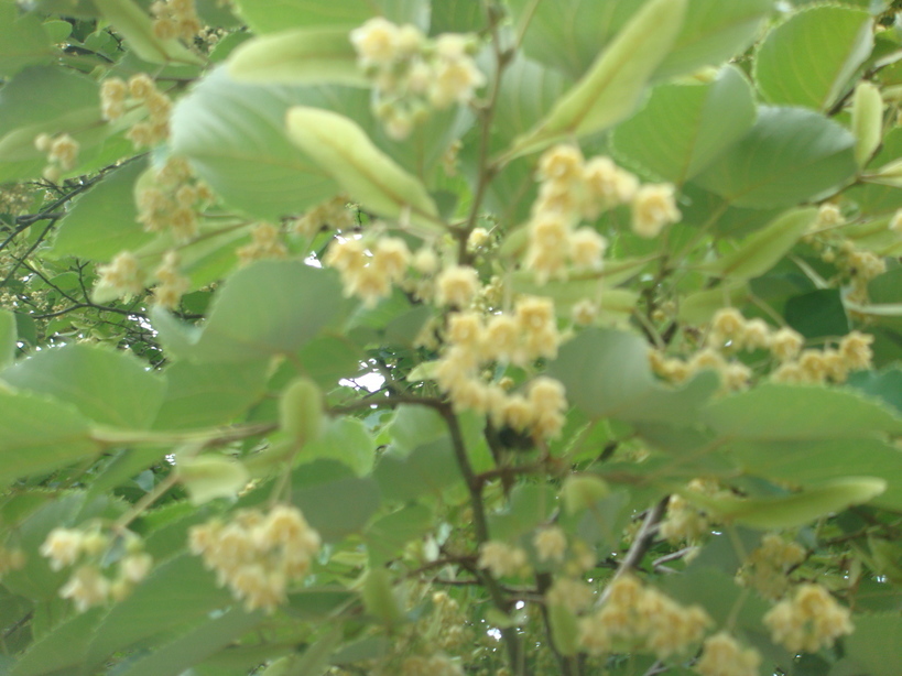 �{���Č����L