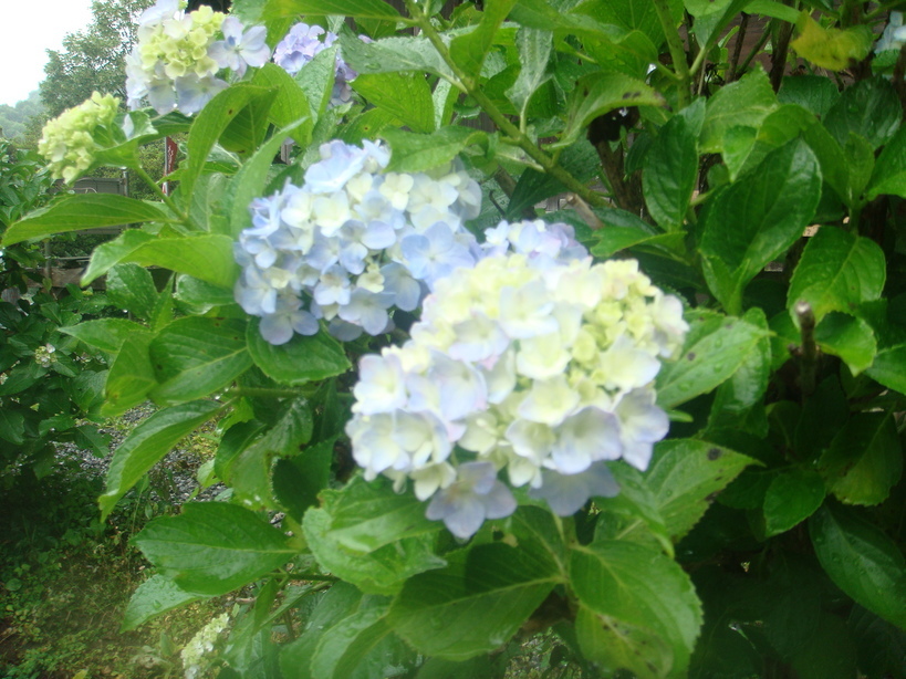 �{���Č����L