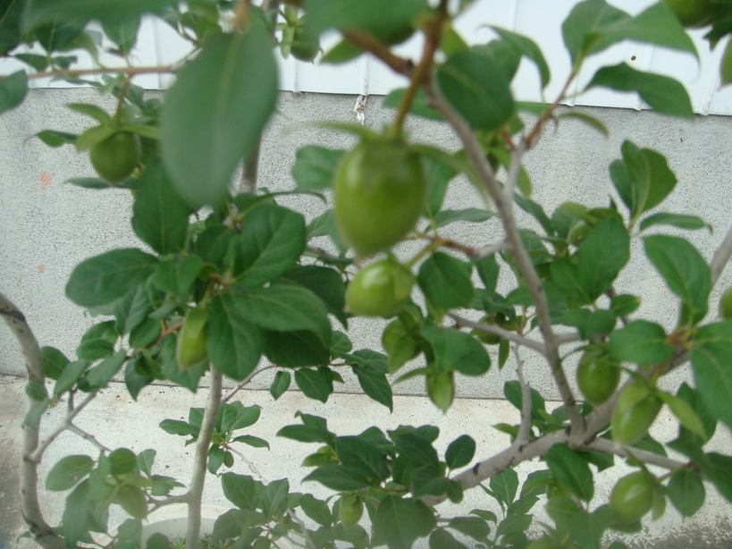 �{���Č����L