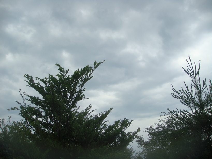 �{���Č����L