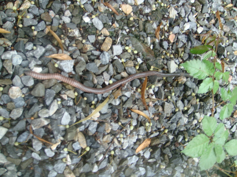 �{���Č����L