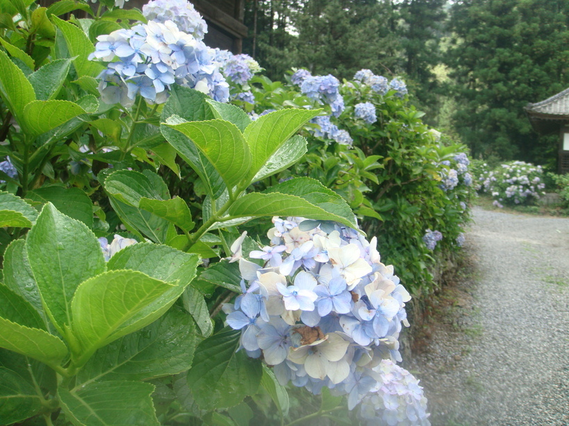 �{���Č����L