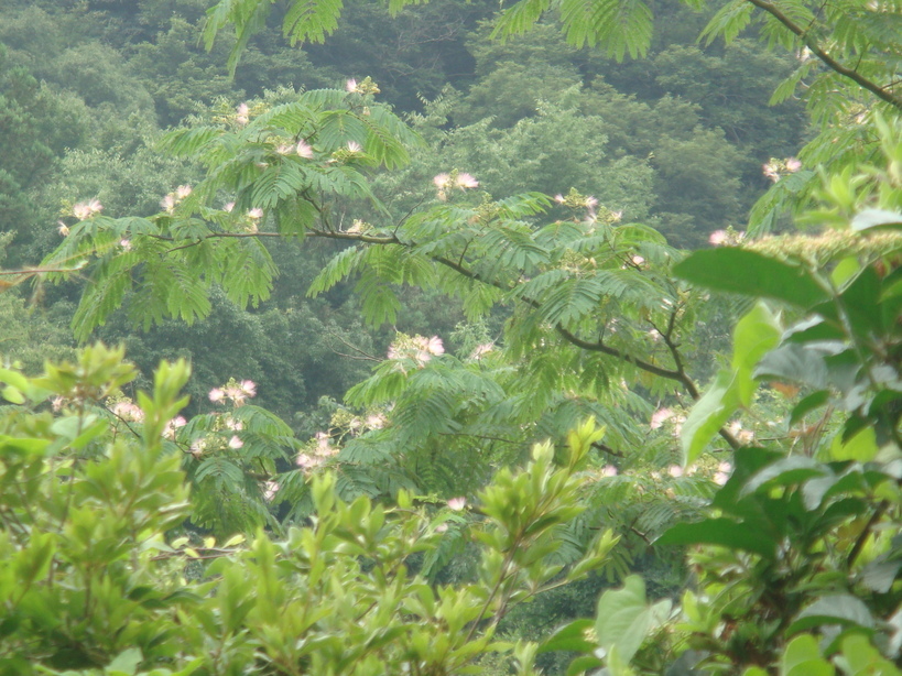 �{���Č����L