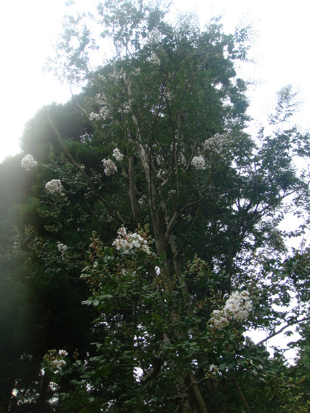 �{���Č����L