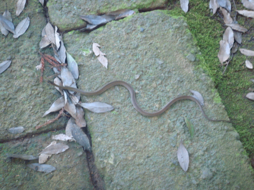 �{���Č����L