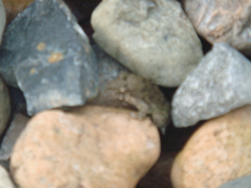 �{���Č����L