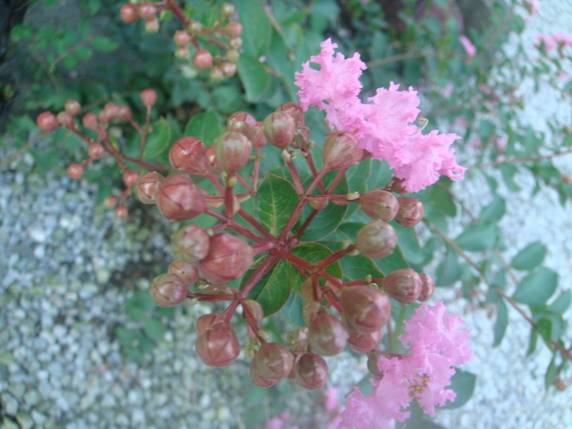 �{���Č����L