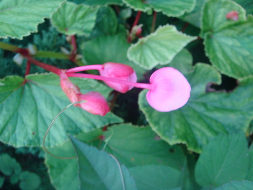 �{���Č����L