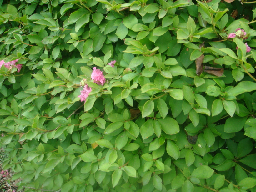 �{���Č����L