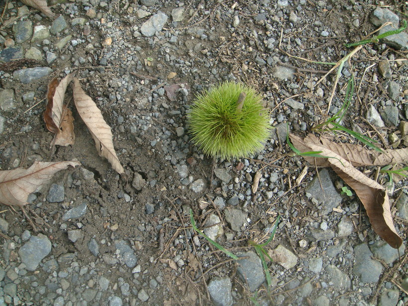 �{���Č����L