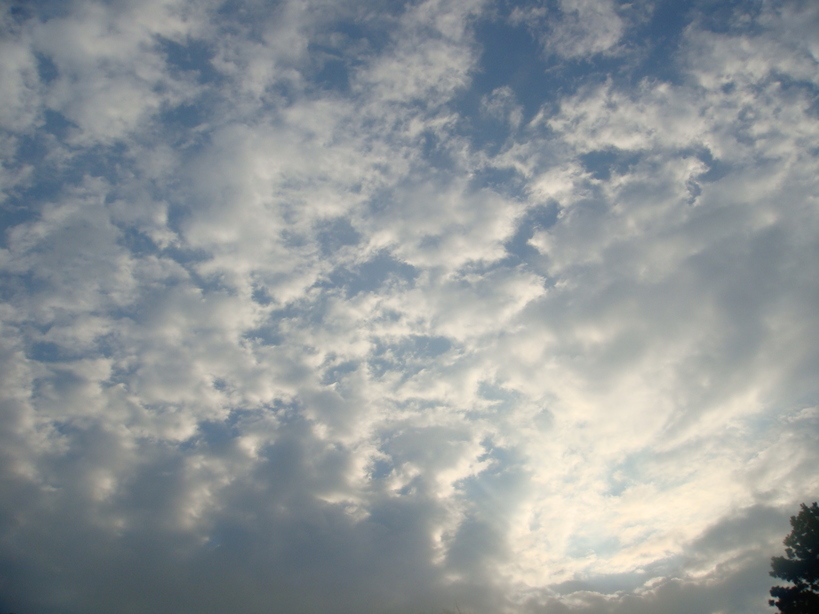 �{���Č����L