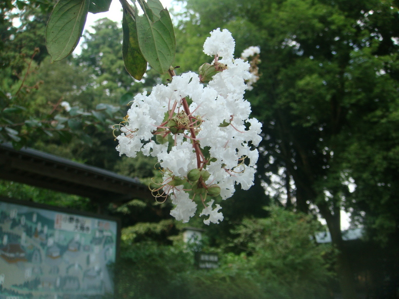 �{���Č����L