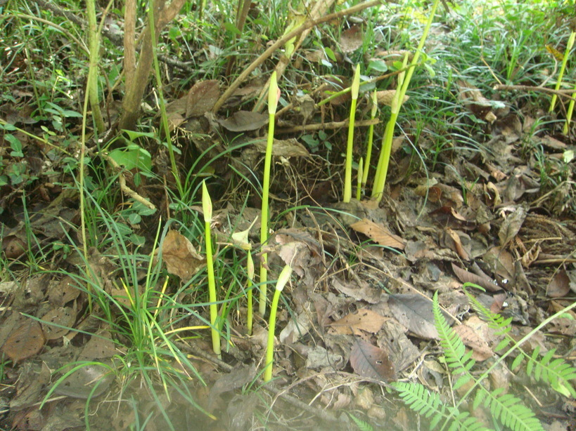 �{���Č����L