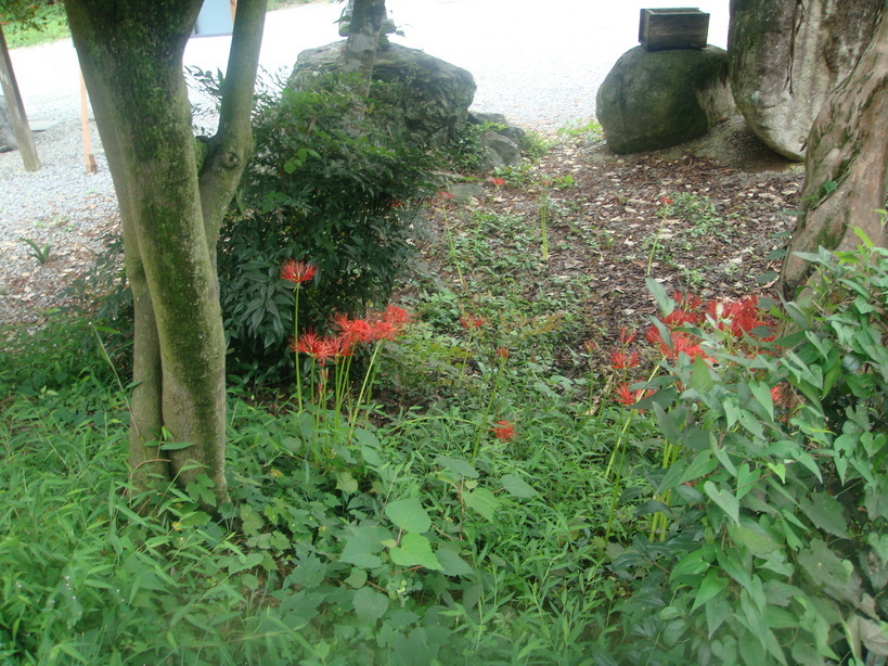 �{���Č����L