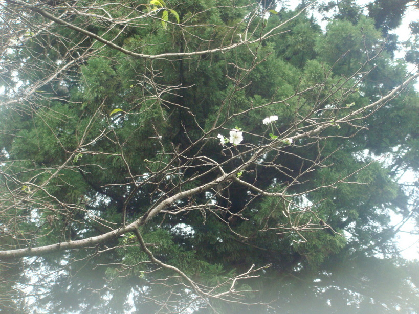 �{���Č����L