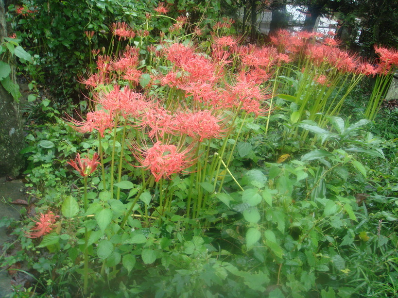 �{���Č����L