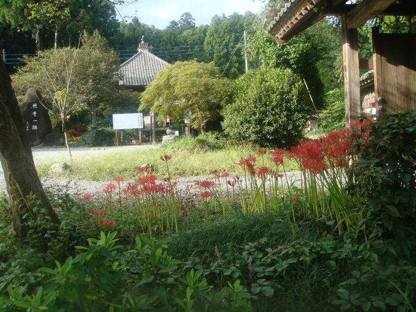 �{���Č����L