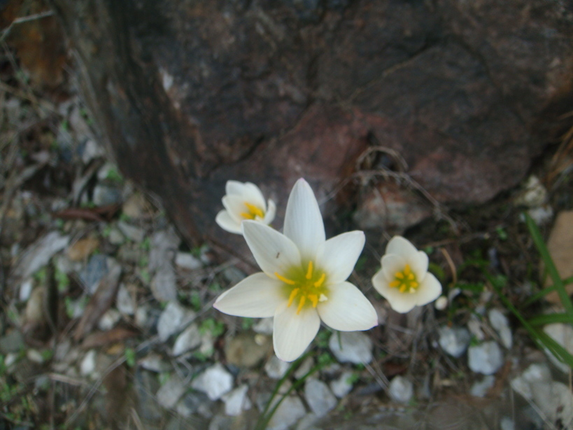 �{���Č����L