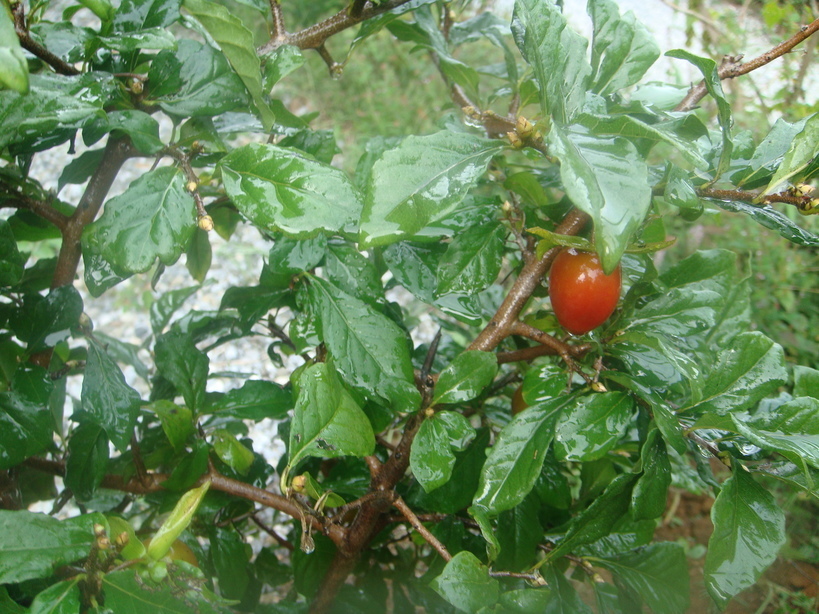 �{���Č����L