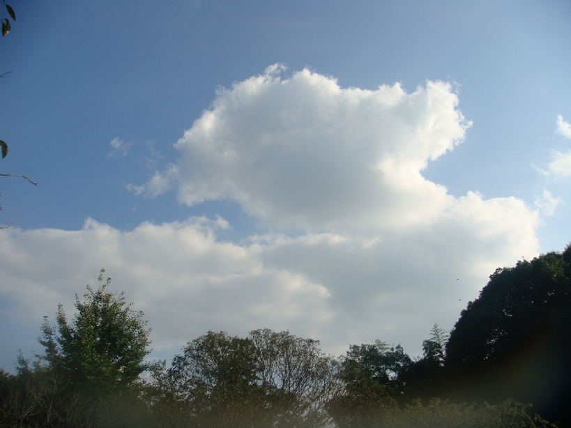 �{���Č����L