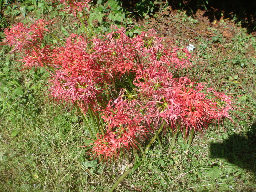 �{���Č����L