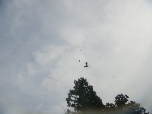 �{���Č����L