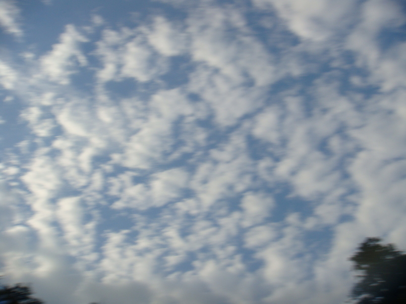 �{���Č����L