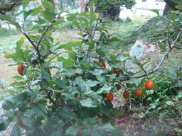 �{���Č����L