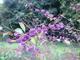 �{���Č����L